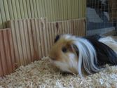 Charly aus Marburg
