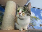 Cleo aus Ebsdorfergrund