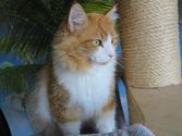 Simba aus Gießen