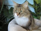 Nala aus Gießen