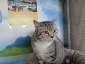 Nala aus Bischoffen