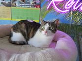 Polly aus Gladenbach