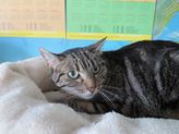 Lilly aus Gladenbach