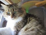 Nala aus Gießen