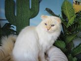 Anton aus Herborn