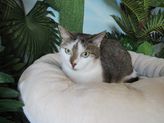 Peaches aus Battenberg