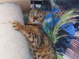 Lucy aus Westernohe