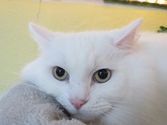 Merlin aus Gießen