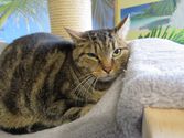 Nelli aus Kirchhain