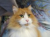 Simba aus Gießen