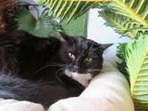 Lillifee aus Burbach