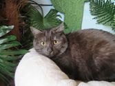 Balu aus Dillenburg