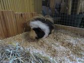 Charly aus Marburg