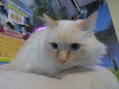 Chico aus Dortmund