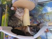 Caruso & Frodo aus Leun