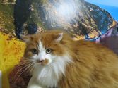 Otis aus Dietzhölztal