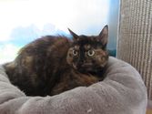 Nala aus Kirchhain