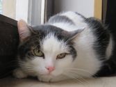 Findus aus Mittenaar