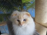 Anton aus Herborn