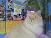 Asterix aus Herborn