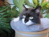 Larry aus Bergisch Gladbach