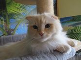 Anton aus Herborn