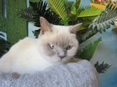 Minkie aus Dillenburg