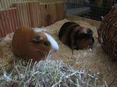 Pino und Nala aus Lohra