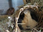 Pebbles aus Dautphetal