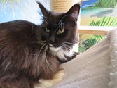 Josy aus Dillenburg