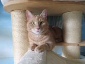 Simba aus Emsdetten