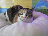 Cleo aus Ebsdorfergrund