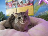 Pixie aus Eschenburg