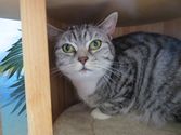 Nala aus Bischoffen