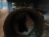 Pebbles aus Dautphetal
