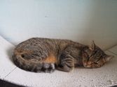 Luna aus Bad Endbach