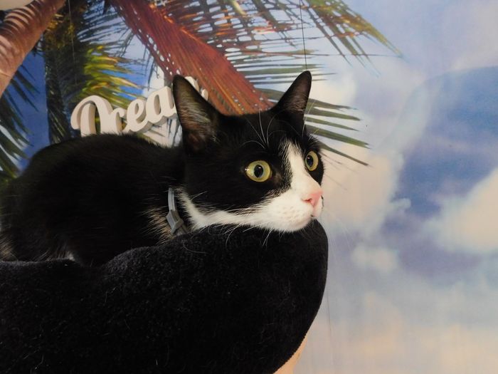 Kitty aus Biedenkopf