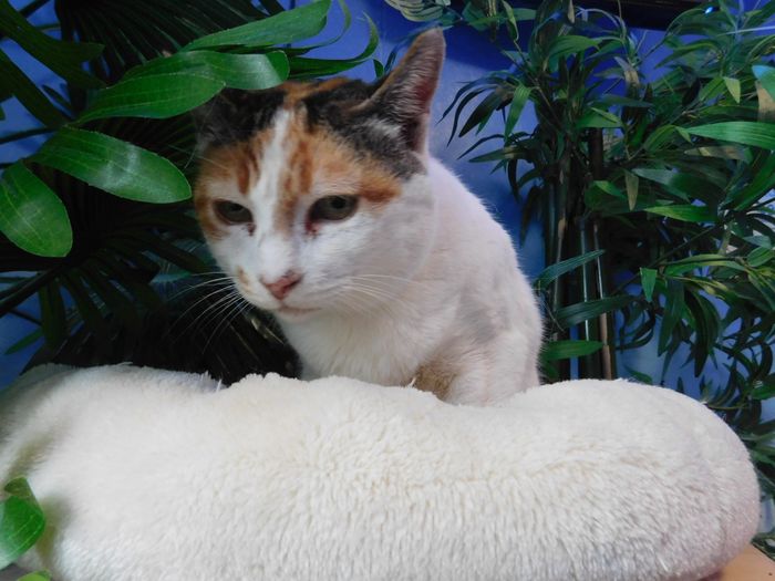 Manchitas aus Frankenberg Eder
