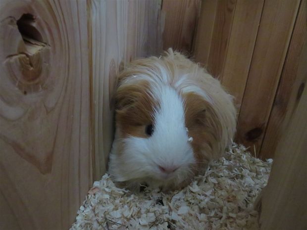 Coco aus Gießen