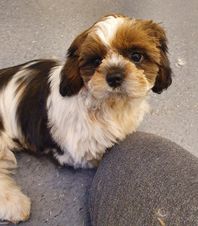 Donna shihtzu valp