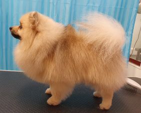leo pomeranian