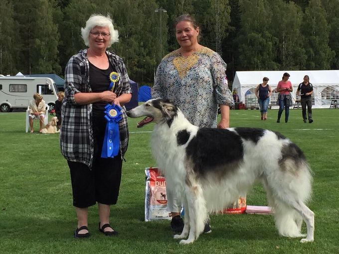 11.08.2018
CIB* SE DK NO FI CH NO V-17 Kazar Wahid was BOB and Group 2 at the SKC show in Askersund. Breed judge, sighthound specialist Henrik Härling and group judge Gunilla Sandberg. 
Photo: Björn Scheele