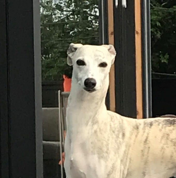 Steppdance Tamara *27.06.2015.
(Multi Ch. Kathstone A Sunday Smile X Steppdance Laura Biscotti)
Owners: Fredrik Hovland/Knl Kazar