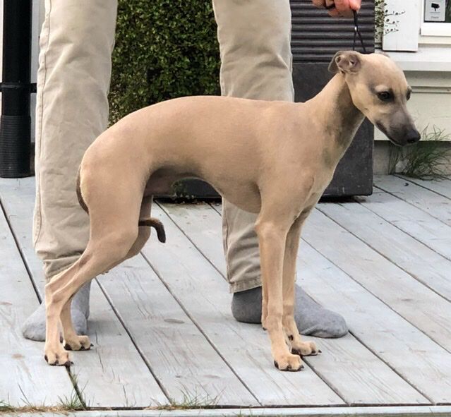 Kazar Domenico 6,5 mths.