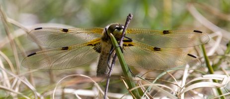 3F3A7474-SharpenAI-Focus