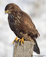 Alm.MV FMotorvej 1DX F/5.6 - Eksp. 1/800 sek. - ISO 400 - 700mm