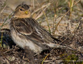 Bjergirisk Asbo plantage5 F/5.6 - Eksp. 1/1250 sek. - ISO 400 - 840mm