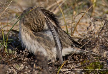 Bjergirisk Asbo plantage7 F/5.6 - Eksp. 1/1250 sek. - ISO 400 - 840mm
