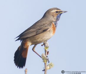 Blåhals GundsøMsø8 F/5.6 - Eksp. 1/1600 sek. - ISO 640 - 840mm