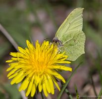 Citronsommerfugl AP2 F/7.1 - Eksp. 1/1000 sek. - ISO 200 - 500mm